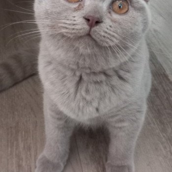 chaton British Shorthair lilac Urus Khan Chatterie les Khans d'Ellan Vannin