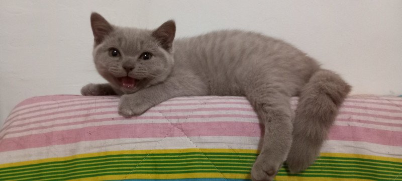 Urus Khan d'Ellan Vannin Mâle British Shorthair