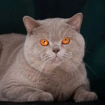 Teddy Speculos Mâle British Shorthair