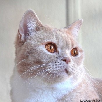 Idromel du Clos des Sistres Femelle British Shorthair