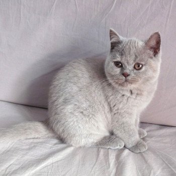 Lamia Khan d'Ellan Vannin Femelle British Shorthair