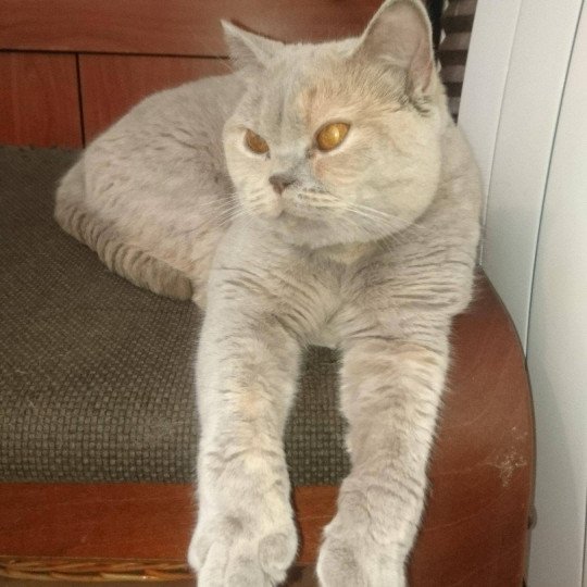 Leïa Khan d'Ellan Vannin Femelle British Shorthair