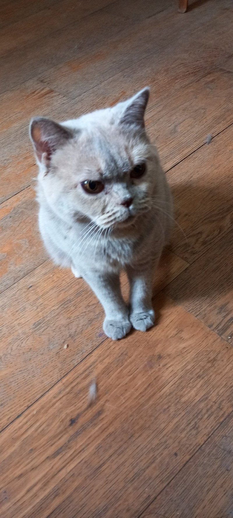 Leïa Khan d'Ellan Vannin Femelle British Shorthair Leïa Khan d'Ellan Vannin Femelle British Shorthair