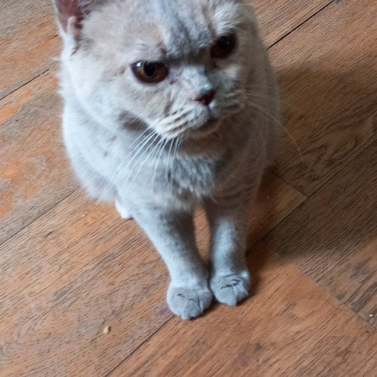 Leïa Khan d'Ellan Vannin Femelle British Shorthair