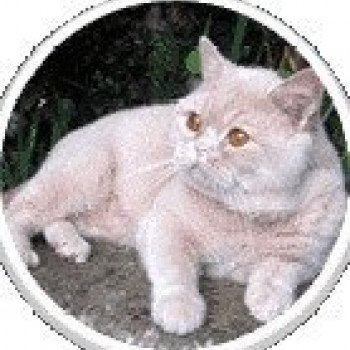 Nu-Sun Dancer Mâle British Shorthair