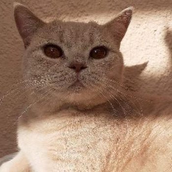 chat British Shorthair Persia Prima Khan Chatterie les Khans d'Ellan Vannin