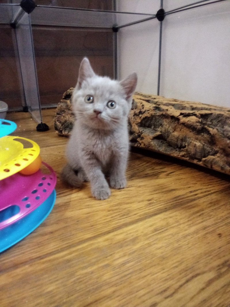 Silver Khan d'Ellan Vannin Mâle British Shorthair