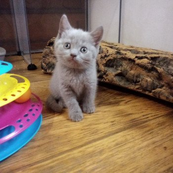 chaton British Shorthair lilac Silver Khan Chatterie les Khans d'Ellan Vannin