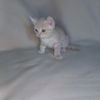 chaton Manx cream Vulcain Khan Chatterie les Khans d'Ellan Vannin