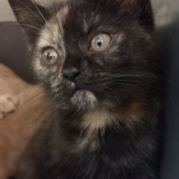 chaton Manx black tortie Wichita Khan Chatterie les Khans d'Ellan Vannin