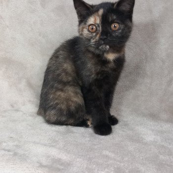 chaton Manx black tortie Wichita Khan Chatterie les Khans d'Ellan Vannin