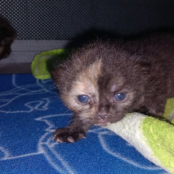 chaton Manx black tortie Wichita Khan Chatterie les Khans d'Ellan Vannin