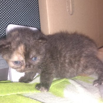 chaton Manx black tortie Wichita Khan Chatterie les Khans d'Ellan Vannin