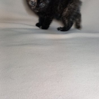 chaton Manx black tortie Wichita Khan Chatterie les Khans d'Ellan Vannin