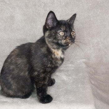 chaton Manx black tortie Zaniah Khan Chatterie les Khans d'Ellan Vannin