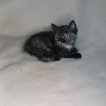 chaton Manx black tortie Zaniah Khan Chatterie les Khans d'Ellan Vannin