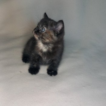 chaton Manx black tortie Zaniah Khan Chatterie les Khans d'Ellan Vannin