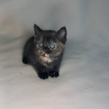 chaton Manx black tortie Zaniah Khan Chatterie les Khans d'Ellan Vannin