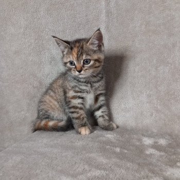 chaton Manx brown tortie mackerel tabby Abysse Khan Chatterie les Khans d'Ellan Vannin chaton Manx brown tortie mackerel tabby Abysse Khan Chatterie les Khans d'Ellan Vannin
