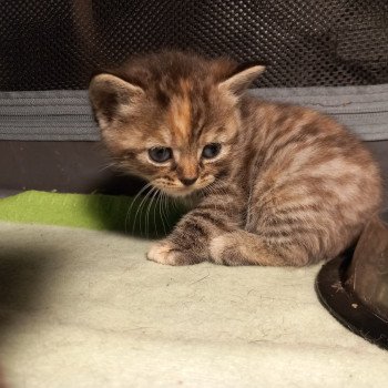 chaton Manx brown tortie mackerel tabby Ancolie Khan Chatterie les Khans d'Ellan Vannin chaton Manx brown tortie mackerel tabby Ancolie Khan Chatterie les Khans d'Ellan Vannin