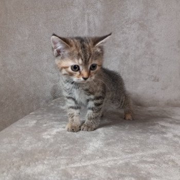 chaton Manx brown tortie mackerel tabby Ancolie Khan Chatterie les Khans d'Ellan Vannin chaton Manx brown tortie mackerel tabby Ancolie Khan Chatterie les Khans d'Ellan Vannin