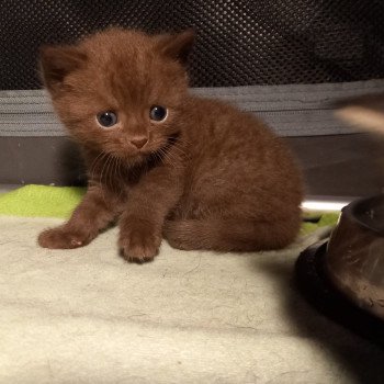 chaton Manx chocolate Arren Khan Chatterie les Khans d'Ellan Vannin
