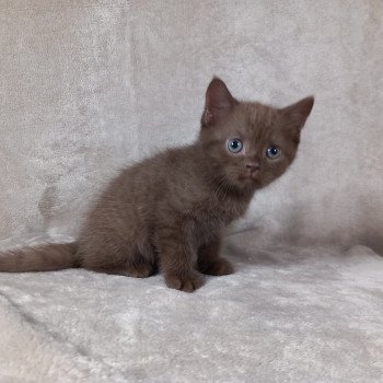 chaton Manx chocolate Arren Khan Chatterie les Khans d'Ellan Vannin chaton Manx chocolate Arren Khan Chatterie les Khans d'Ellan Vannin