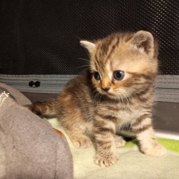 chaton Manx brown tortie blotched tabby Australe Khan Chatterie les Khans d'Ellan Vannin