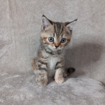 chaton Manx brown tortie blotched tabby Australe Khan Chatterie les Khans d'Ellan Vannin chaton Manx brown tortie blotched tabby Australe Khan Chatterie les Khans d'Ellan Vannin