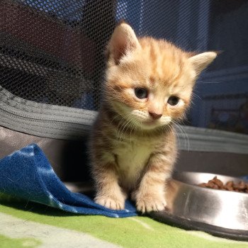 chaton Manx chocolate tortie blotched tabby Aya Khan Chatterie les Khans d'Ellan Vannin