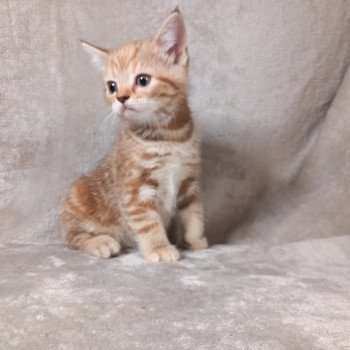 chaton Manx chocolate tortie blotched tabby Aya Khan Chatterie les Khans d'Ellan Vannin chaton Manx chocolate tortie blotched tabby Aya Khan Chatterie les Khans d'Ellan Vannin