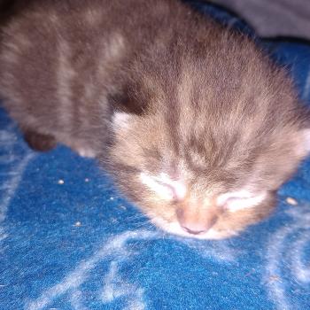 chaton Manx chocolate blotched tabby B. Khan Chatterie les Khans d'Ellan Vannin