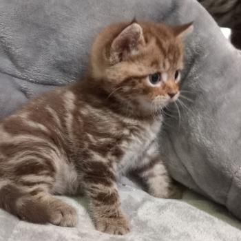 chaton Manx chocolate blotched tabby B. Khan Chatterie les Khans d'Ellan Vannin
