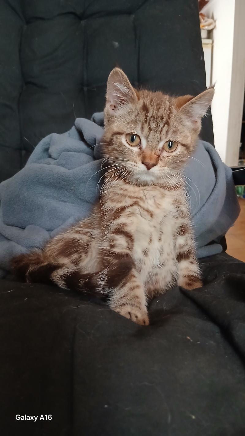 Borvo Khan d'Ellan Vannin Mâle Manx