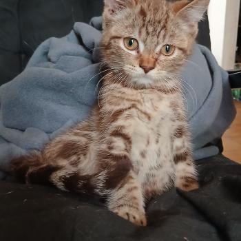 chaton Manx chocolate blotched tabby Borvo Khan Chatterie les Khans d'Ellan Vannin