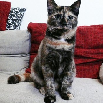 chat Manx black tortie Cyndaerin Maireàd-Vannin Chatterie les Khans d'Ellan Vannin