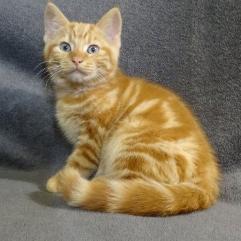 chaton Manx red Renoso Khan Chatterie les Khans d'Ellan Vannin