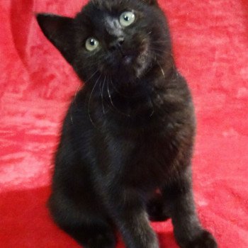 chaton Manx black Rocket Khan Chatterie les Khans d'Ellan Vannin