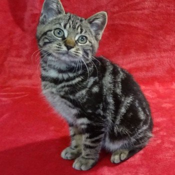 chaton Manx brown blotched tabby Roseen Khan Chatterie les Khans d'Ellan Vannin