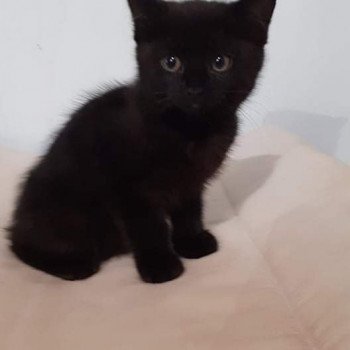 chaton Manx black Syllan Khan Chatterie les Khans d'Ellan Vannin