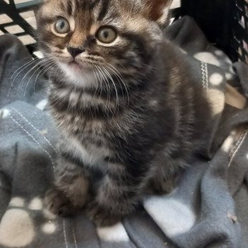 chaton Manx brown blotched tabby Ugur Khan Chatterie les Khans d'Ellan Vannin