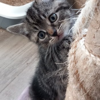 chaton Manx brown blotched tabby Ursae Khan Chatterie les Khans d'Ellan Vannin