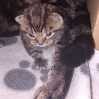 chaton Manx brown blotched tabby W Khan Chatterie les Khans d'Ellan Vannin