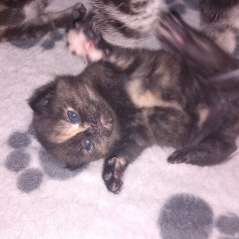 chaton Manx black tortie X Khan Chatterie les Khans d'Ellan Vannin