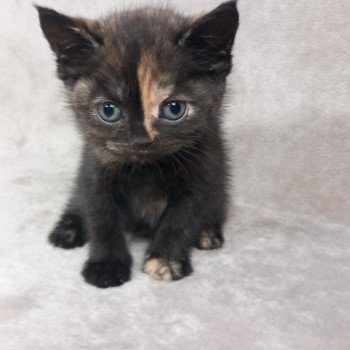 chaton Manx black tortie Winkie Khan Chatterie les Khans d'Ellan Vannin